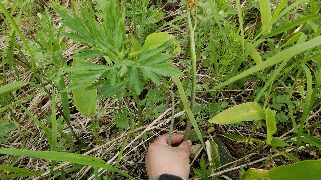 f:id:wanpaku-yaseiji:20190611011542j:image