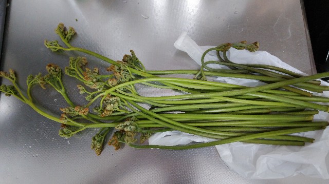 f:id:wanpaku-yaseiji:20190611011928j:image