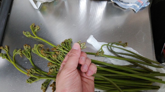 f:id:wanpaku-yaseiji:20190611191645j:image