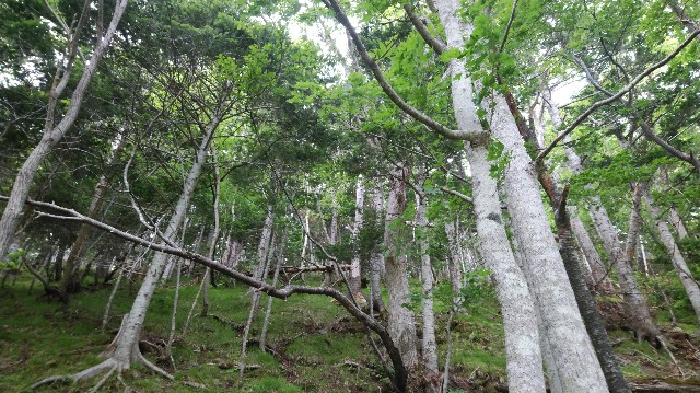 f:id:wanpaku-yaseiji:20190625002308j:image f:id:wanpaku-yaseiji:20190625002308j:image