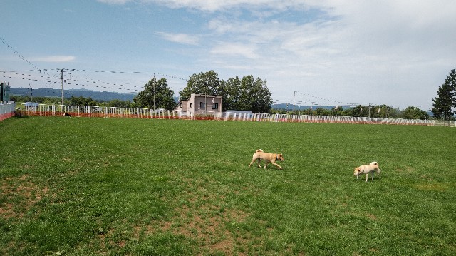 f:id:wanpaku-yaseiji:20190809232535j:image f:id:wanpaku-yaseiji:20190809232535j:image
