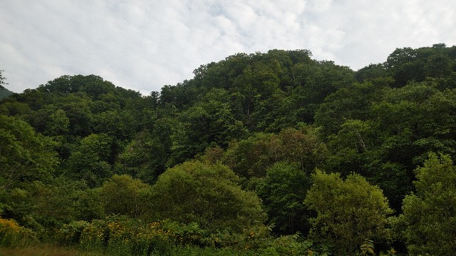 f:id:wanpaku-yaseiji:20190824161845j:image f:id:wanpaku-yaseiji:20190824161845j:image