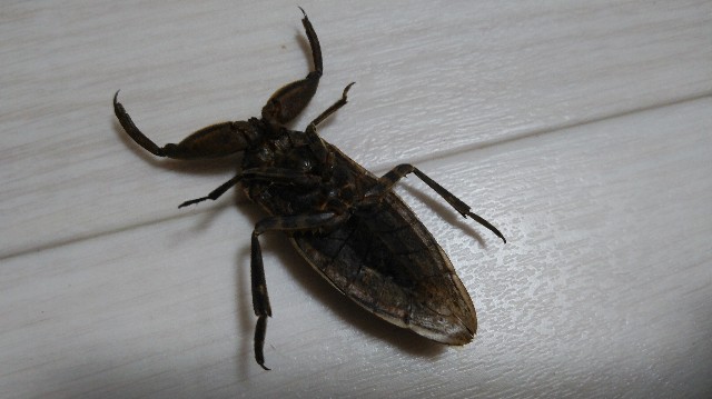 f:id:wanpaku-yaseiji:20190908223733j:image