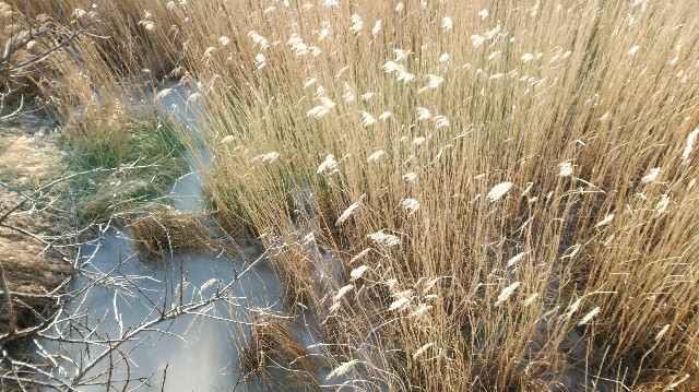 f:id:wanpaku-yaseiji:20200104020913j:image f:id:wanpaku-yaseiji:20200104020913j:image