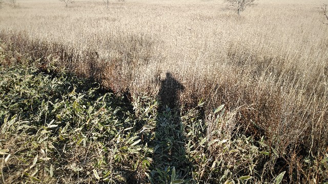 f:id:wanpaku-yaseiji:20200104031611j:image f:id:wanpaku-yaseiji:20200104031611j:image