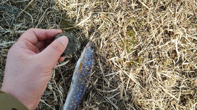 f:id:wanpaku-yaseiji:20200325012443j:image f:id:wanpaku-yaseiji:20200325012443j:image