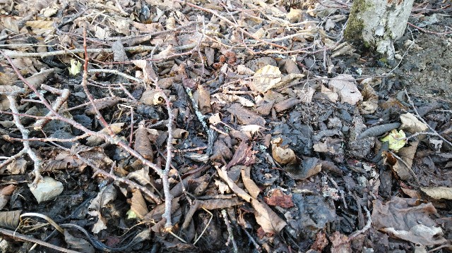 f:id:wanpaku-yaseiji:20200325123316j:image f:id:wanpaku-yaseiji:20200325123316j:image