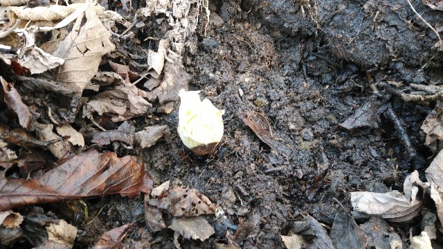 f:id:wanpaku-yaseiji:20200325123441j:image f:id:wanpaku-yaseiji:20200325123441j:image