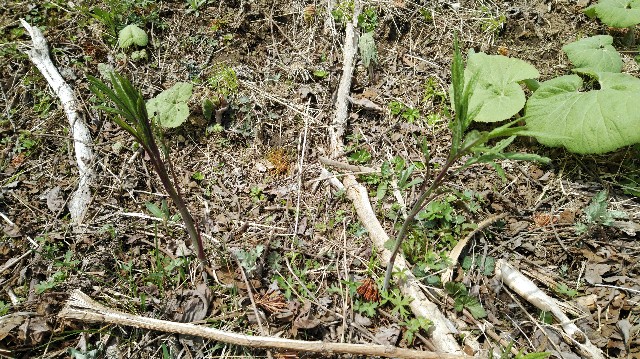 f:id:wanpaku-yaseiji:20200515004232j:image f:id:wanpaku-yaseiji:20200515004232j:image