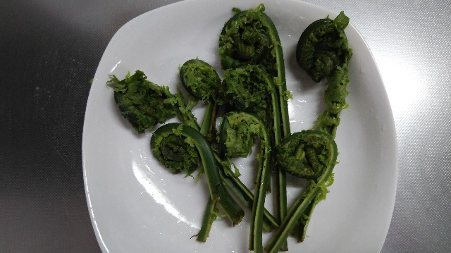 f:id:wanpaku-yaseiji:20200529123803j:image