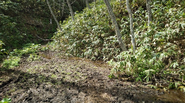 f:id:wanpaku-yaseiji:20200702001402j:image