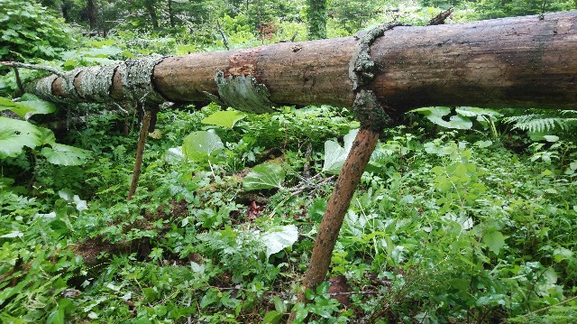 f:id:wanpaku-yaseiji:20200702190902j:image f:id:wanpaku-yaseiji:20200702190902j:image