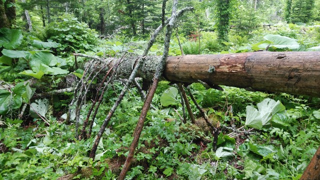 f:id:wanpaku-yaseiji:20200702191306j:image f:id:wanpaku-yaseiji:20200702191306j:image