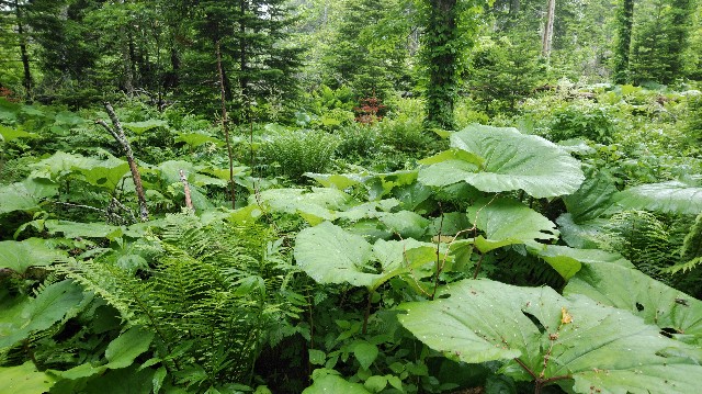 f:id:wanpaku-yaseiji:20200702191456j:image f:id:wanpaku-yaseiji:20200702191456j:image