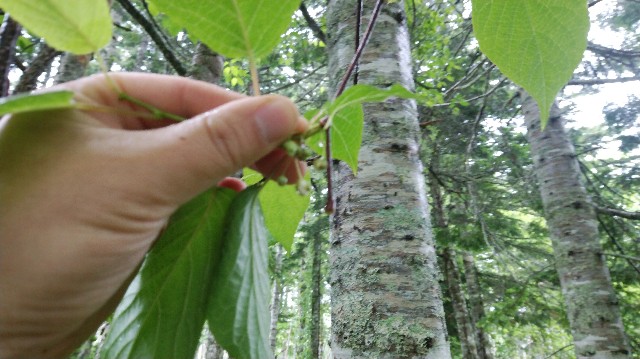 f:id:wanpaku-yaseiji:20200702200548j:image f:id:wanpaku-yaseiji:20200702200548j:image