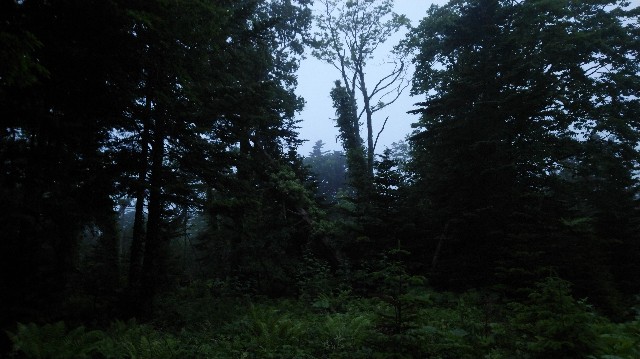 f:id:wanpaku-yaseiji:20200702200751j:image f:id:wanpaku-yaseiji:20200702200751j:image