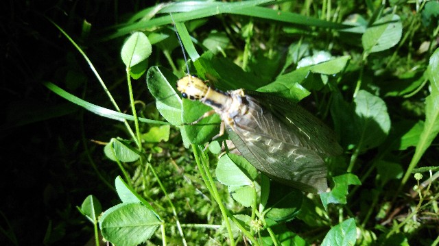 クワガタを確実に捕る方法 昆虫採集 East End Wilder