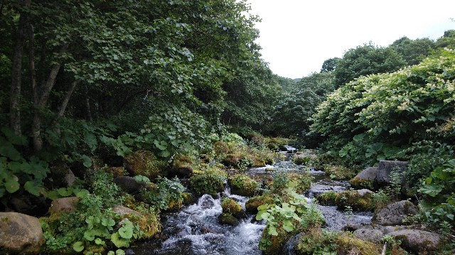 f:id:wanpaku-yaseiji:20200911014551j:image f:id:wanpaku-yaseiji:20200911014551j:image