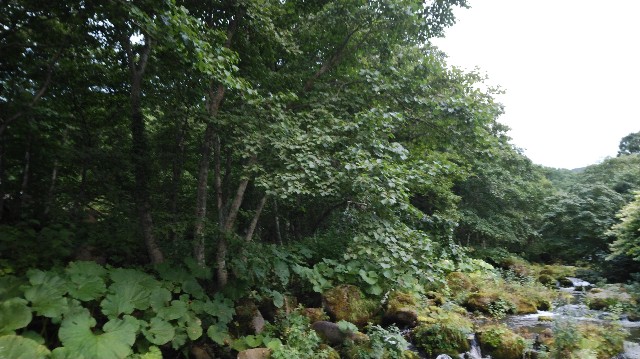 f:id:wanpaku-yaseiji:20200911021320j:image f:id:wanpaku-yaseiji:20200911021320j:image