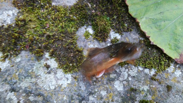 f:id:wanpaku-yaseiji:20200911022948j:image f:id:wanpaku-yaseiji:20200911022948j:image