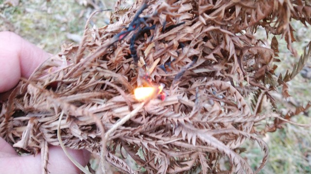 f:id:wanpaku-yaseiji:20201217023239j:image