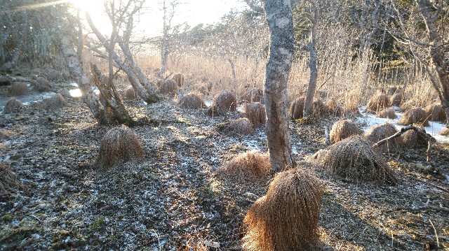 f:id:wanpaku-yaseiji:20210112210457j:image f:id:wanpaku-yaseiji:20210112210457j:image
