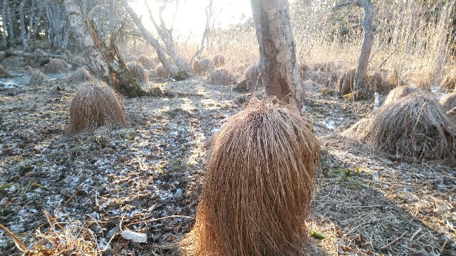 f:id:wanpaku-yaseiji:20210112223147j:image f:id:wanpaku-yaseiji:20210112223147j:image
