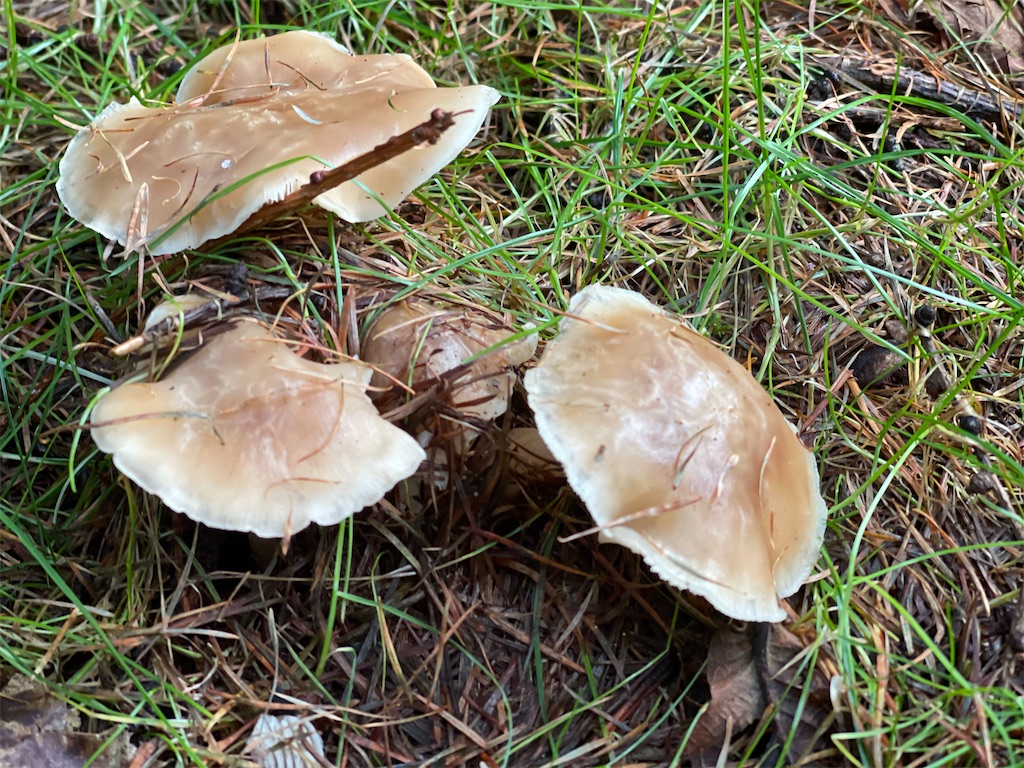 f:id:wanpaku-yaseiji:20211021202534j:image f:id:wanpaku-yaseiji:20211021202534j:image