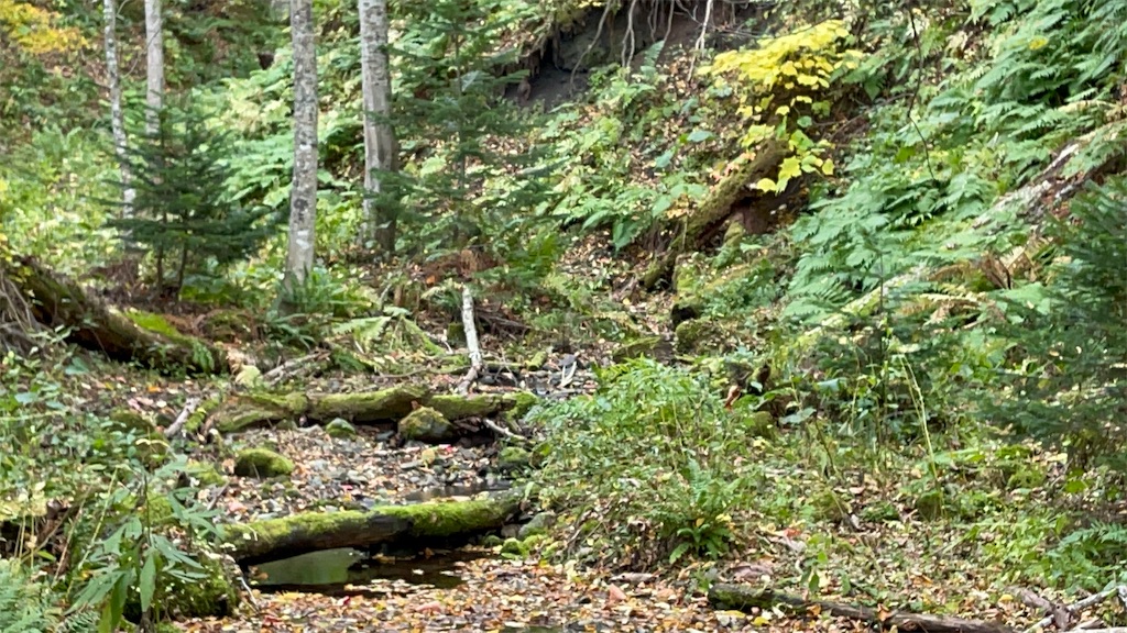 f:id:wanpaku-yaseiji:20211021202948j:image f:id:wanpaku-yaseiji:20211021202948j:image