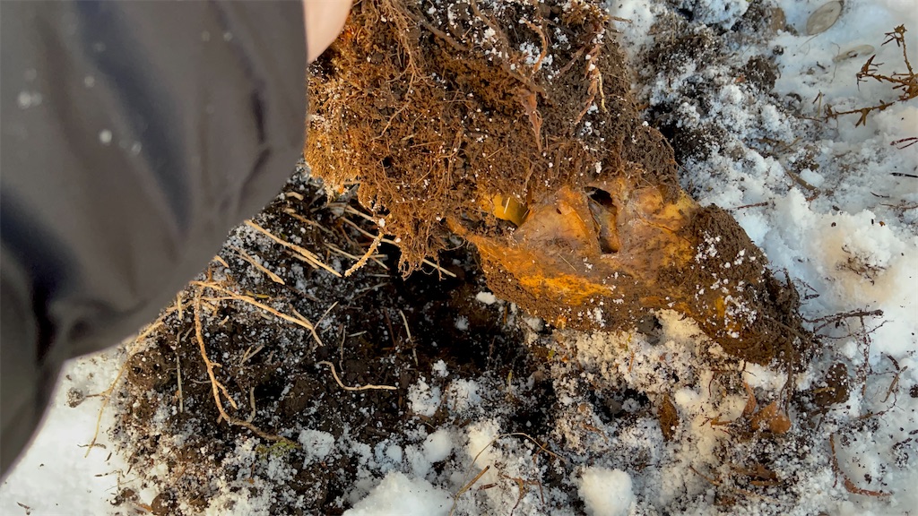 f:id:wanpaku-yaseiji:20211221181316j:image f:id:wanpaku-yaseiji:20211221181316j:image