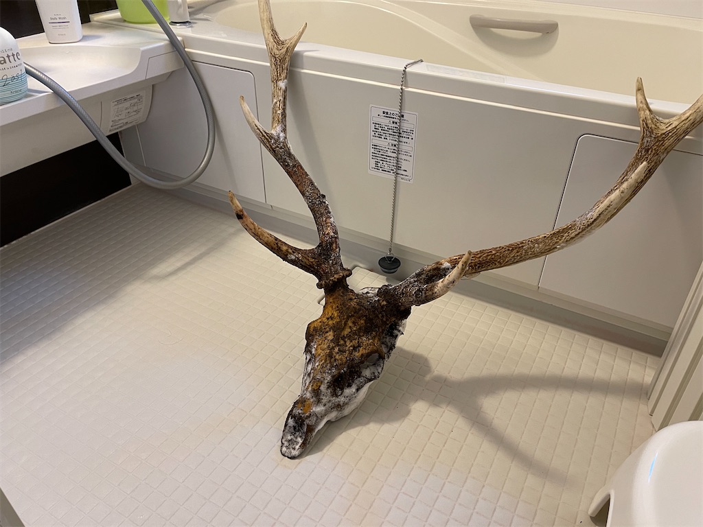 f:id:wanpaku-yaseiji:20211221181948j:image f:id:wanpaku-yaseiji:20211221181948j:image