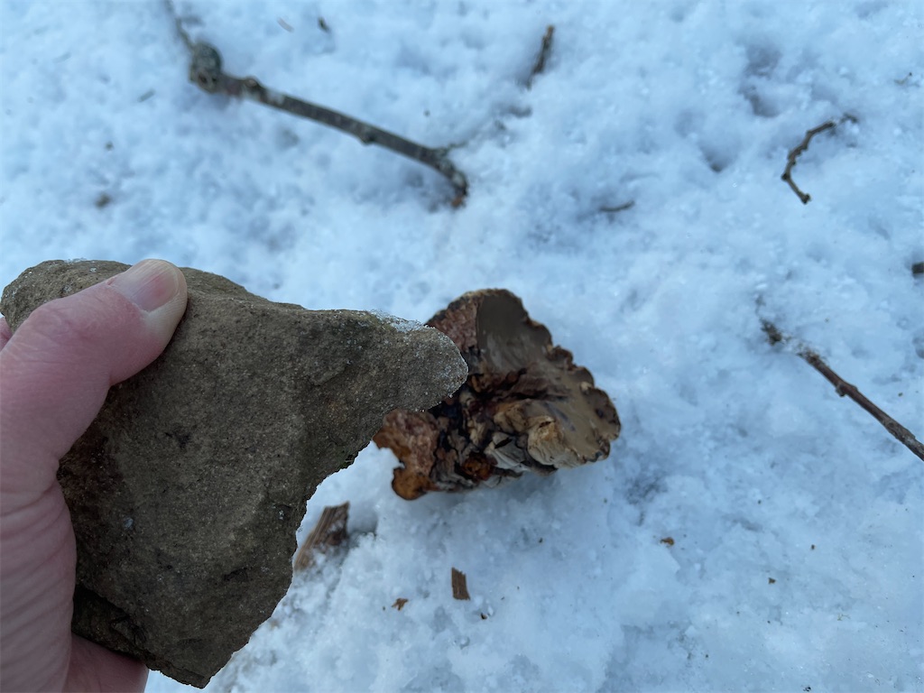 f:id:wanpaku-yaseiji:20220207101907j:image f:id:wanpaku-yaseiji:20220207101907j:image