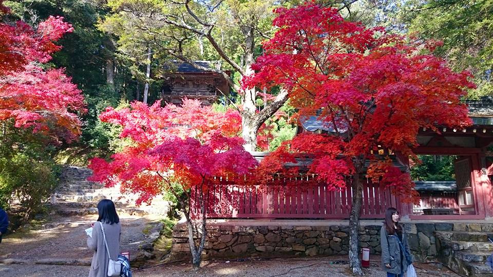 f:id:wantiu:20161116032532j:plain