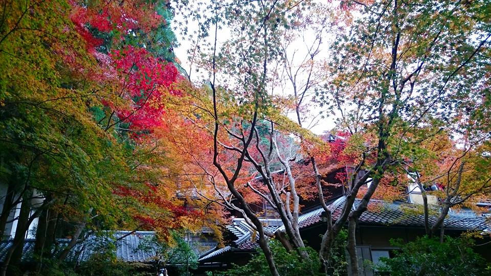 f:id:wantiu:20161123015820j:plain