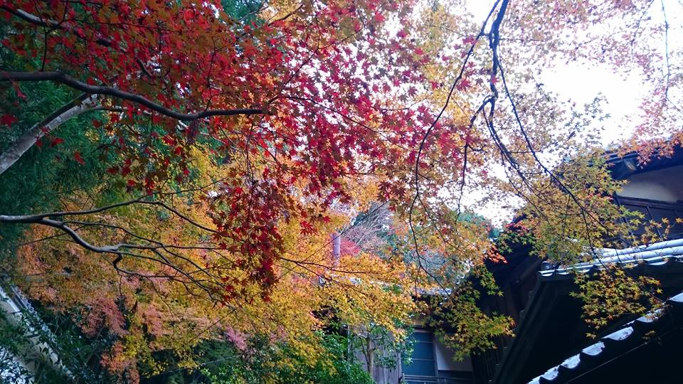 f:id:wantiu:20161123015939j:plain