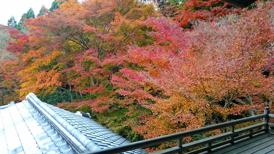 f:id:wantiu:20161123020459j:plain