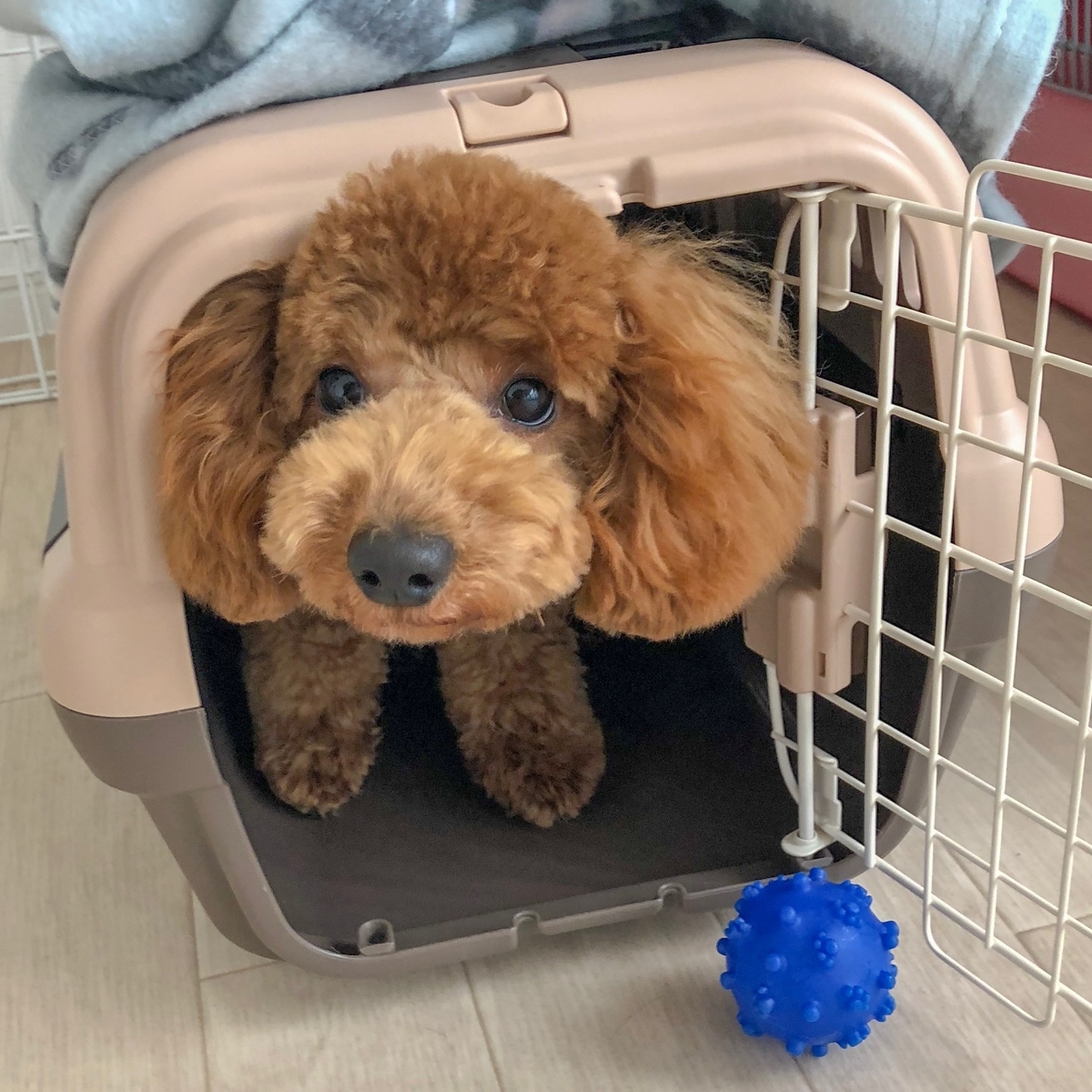 f:id:wantosiawase:20190325005354j:plain f:id:wantosiawase:20190325005354j:plain