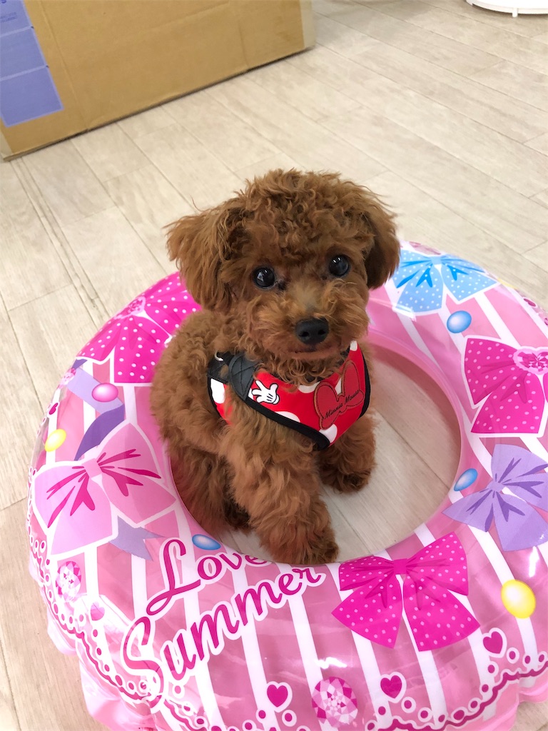f:id:wantosiawase:20190812211334j:image