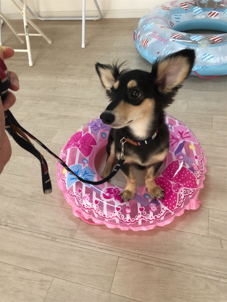 f:id:wantosiawase:20190812211340j:image