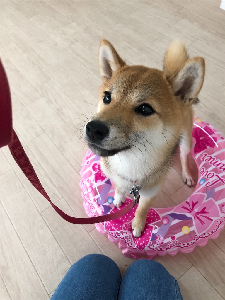 f:id:wantosiawase:20190812211552j:image