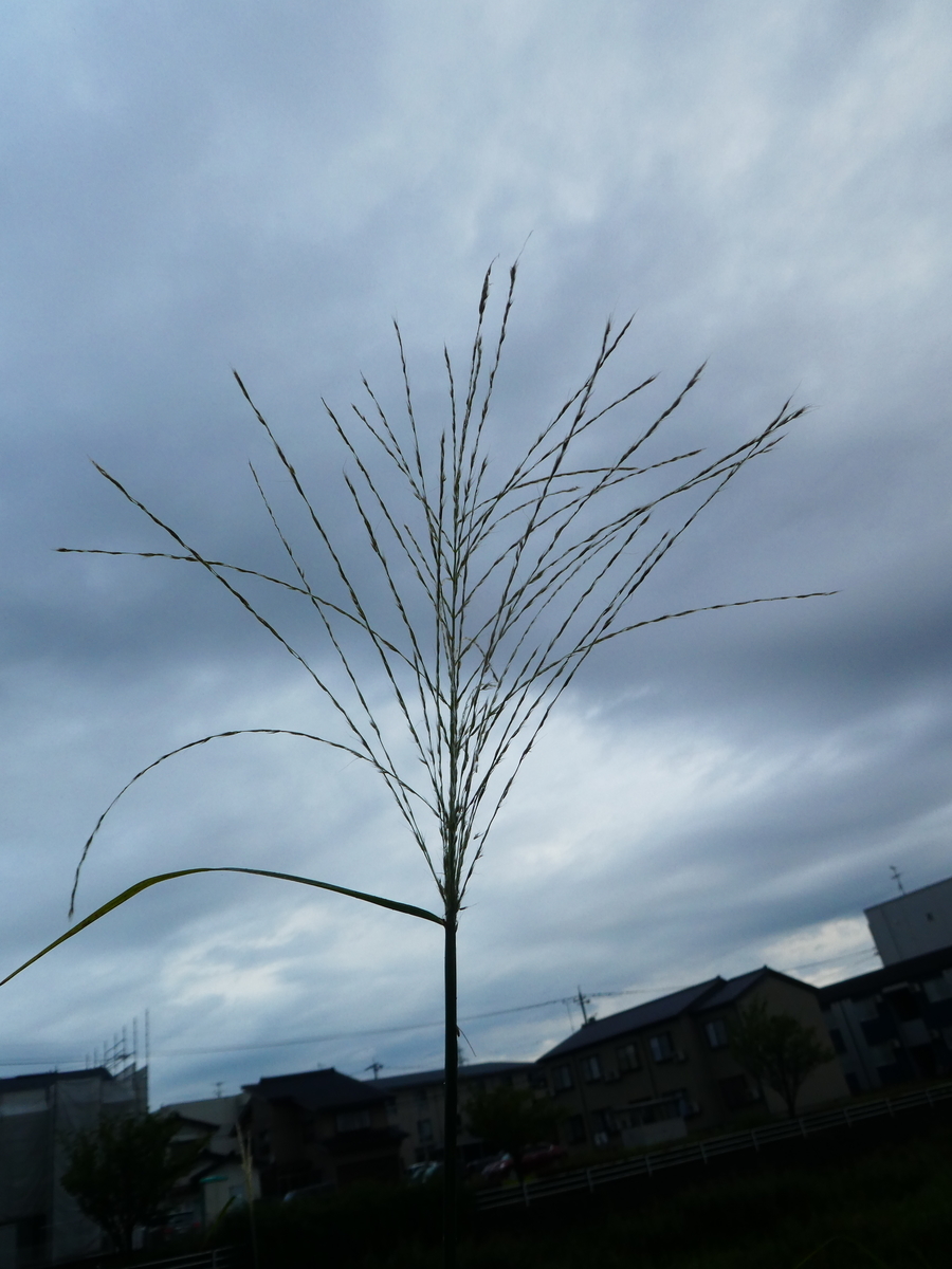 f:id:wanwanhanasan:20190903120646j:plain f:id:wanwanhanasan:20190903120646j:plain