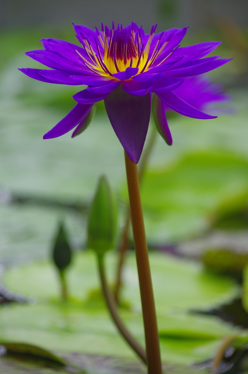 f:id:wanwanhanasan:20191006125357j:plain f:id:wanwanhanasan:20191006125357j:plain