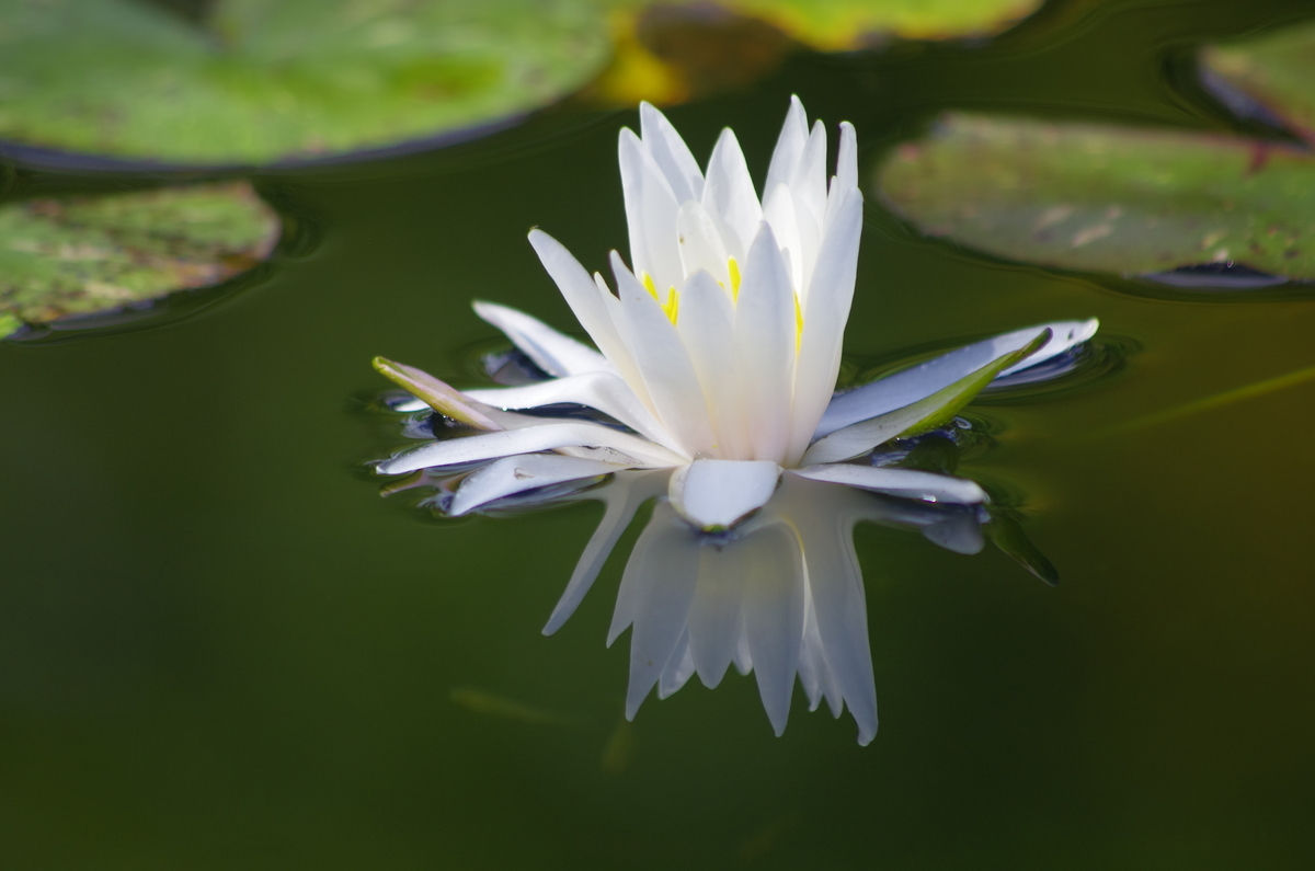 f:id:wanwanhanasan:20191006125633j:plain f:id:wanwanhanasan:20191006125633j:plain