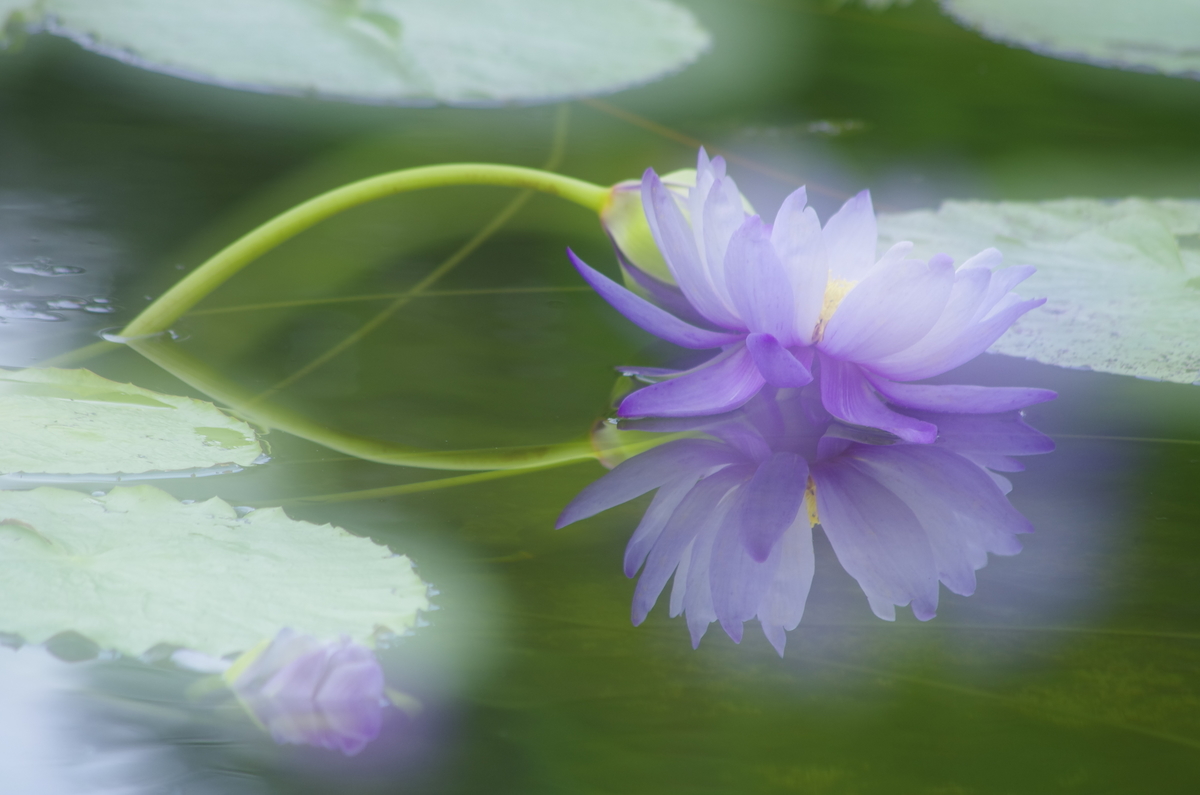 f:id:wanwanhanasan:20191006131200j:plain f:id:wanwanhanasan:20191006131200j:plain