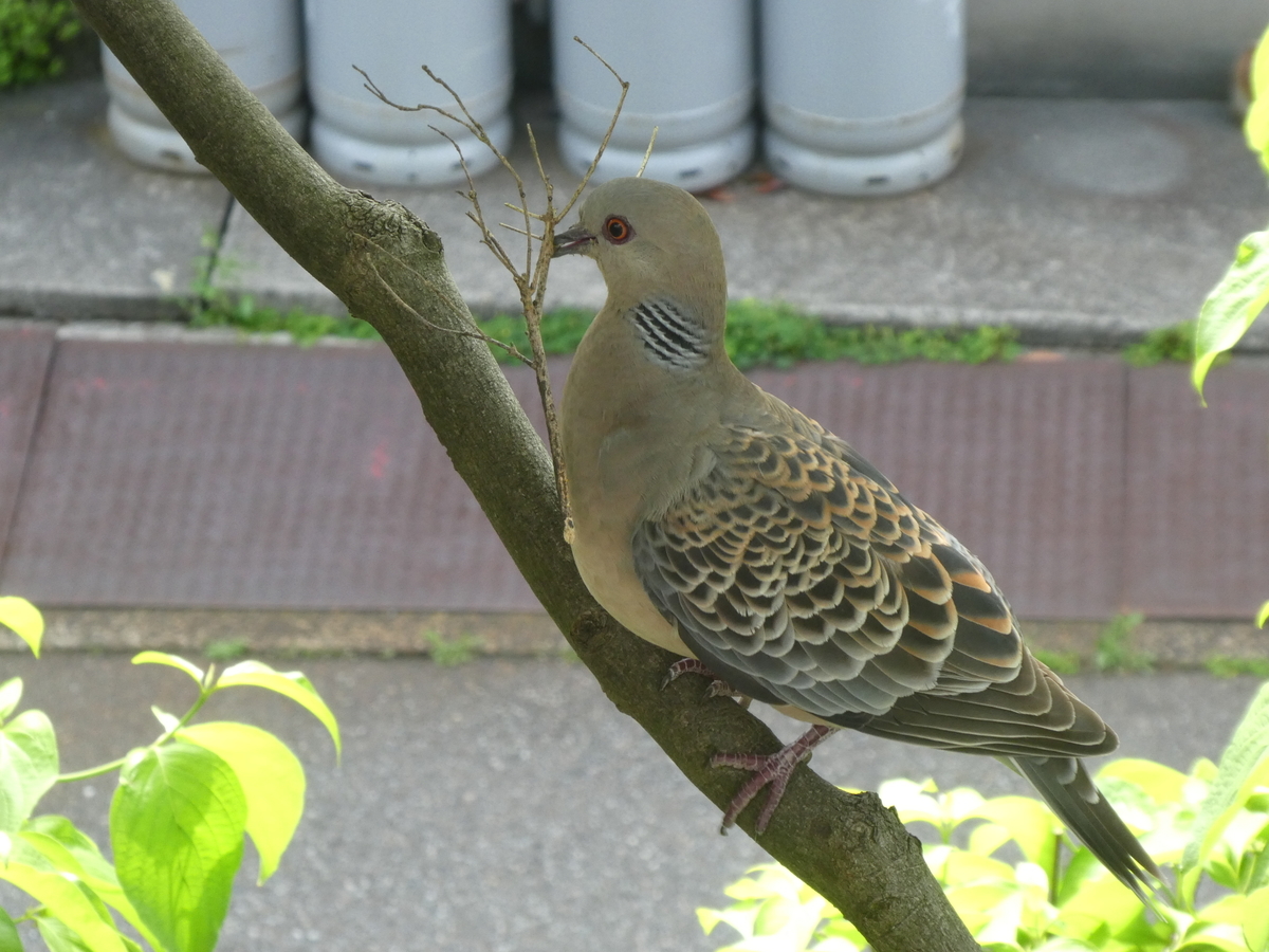 f:id:wanwanhanasan:20200526150705j:plain f:id:wanwanhanasan:20200526150705j:plain