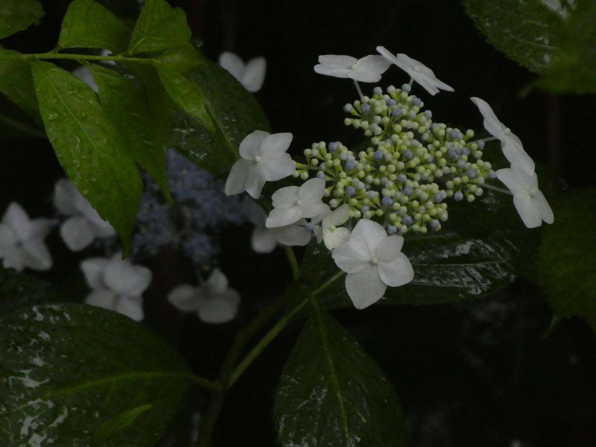 f:id:wanwanhanasan:20200614104251j:plain f:id:wanwanhanasan:20200614104251j:plain
