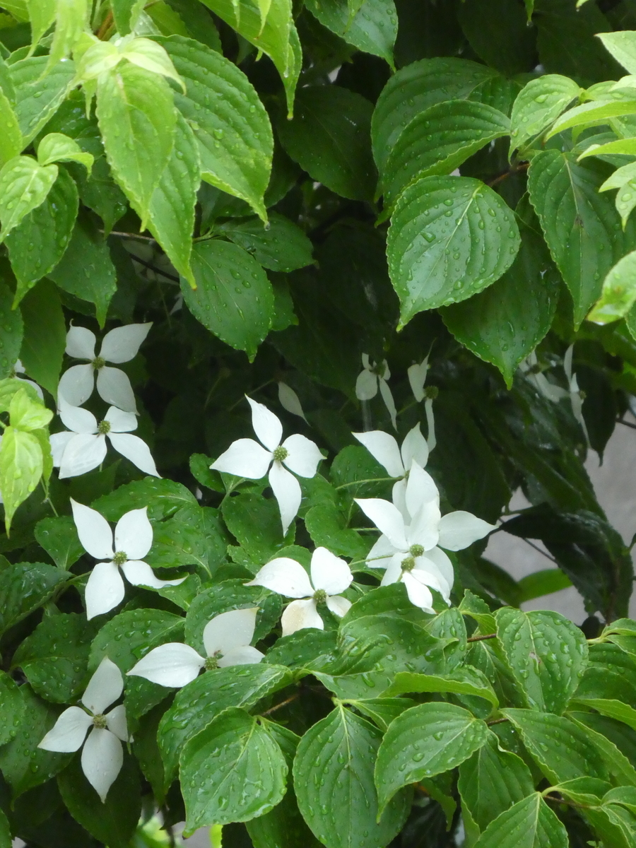f:id:wanwanhanasan:20200614104326j:plain f:id:wanwanhanasan:20200614104326j:plain