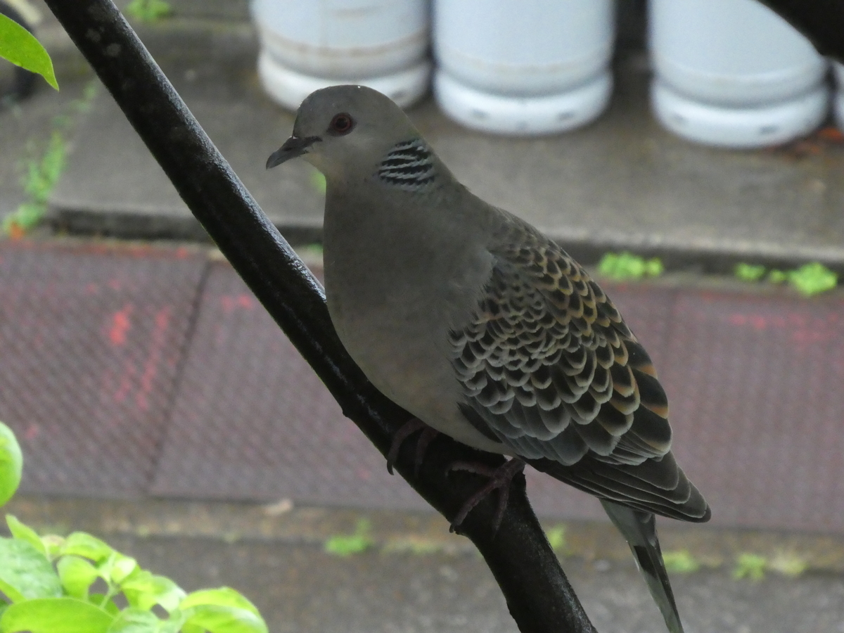 f:id:wanwanhanasan:20200614104354j:plain f:id:wanwanhanasan:20200614104354j:plain