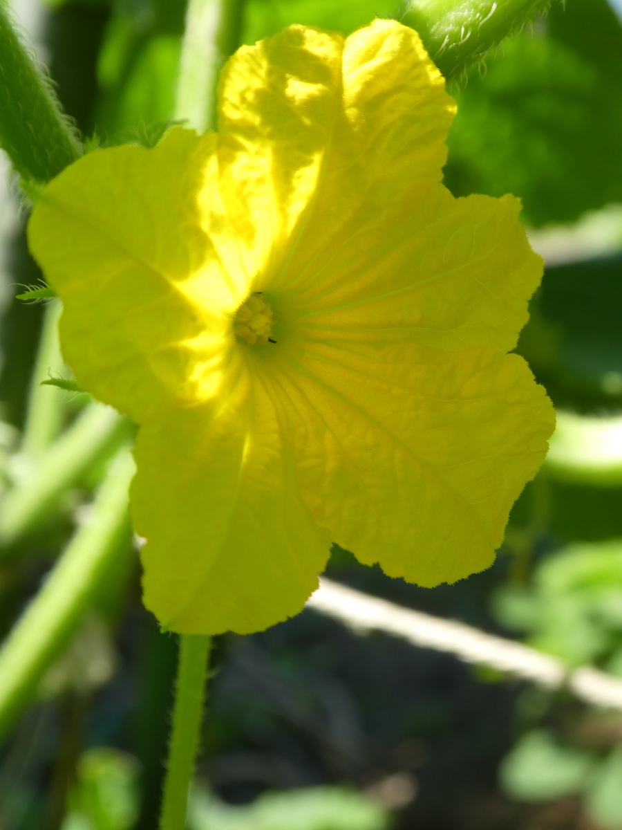 f:id:wanwanhanasan:20200621145756j:plain f:id:wanwanhanasan:20200621145756j:plain