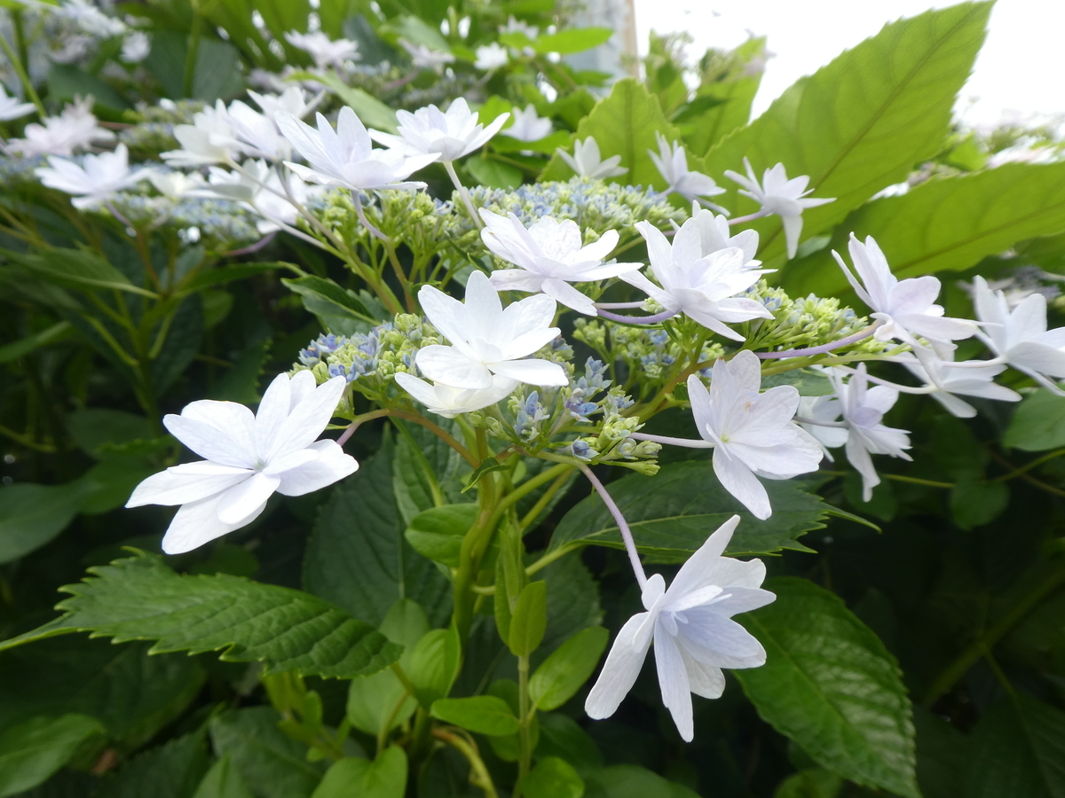 f:id:wanwanhanasan:20200622140156j:plain f:id:wanwanhanasan:20200622140156j:plain